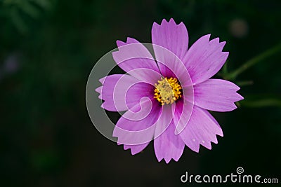 Pink Common cosmos flower. nature Stock Photo