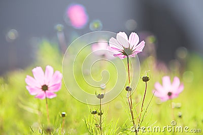 Pink common cosmos flowers Stock Photo