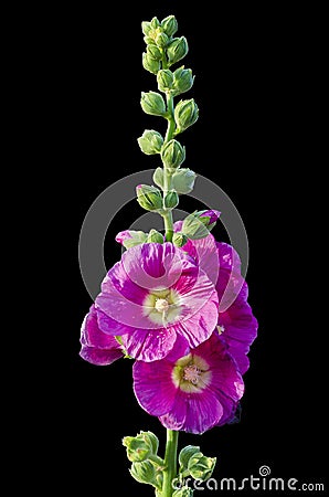 Pink Common Hollyhock flower isolated on Black Background Stock Photo