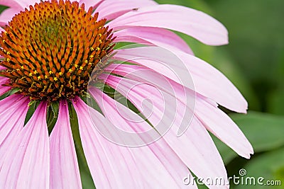 Pink Cone Flower Stock Photo