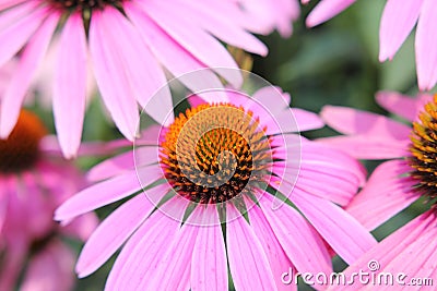 Pink Cone Flower Stock Photo