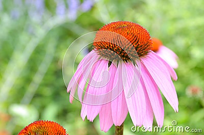 Pink cone flower Stock Photo