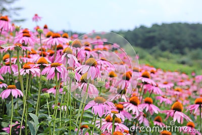 Pink Cone Flowers Stock Photo