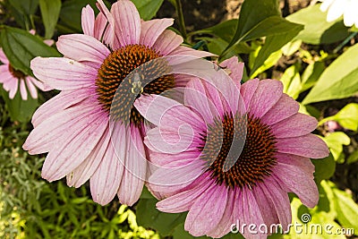 Pink Coneflower (Echinacea) Getting Pollinated Stock Photo