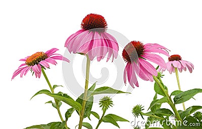 Pink coneflowers echinacea Stock Photo