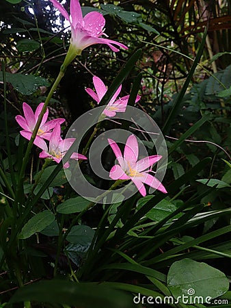 Pink cools Editorial Stock Photo