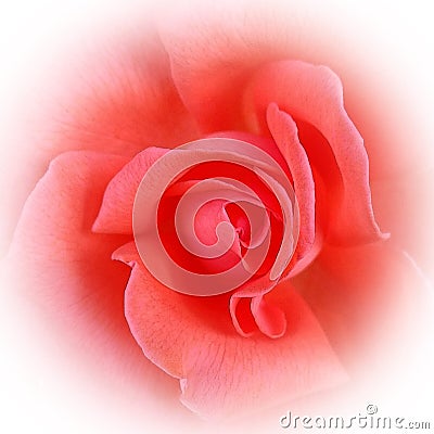 The pink coral rose Stock Photo