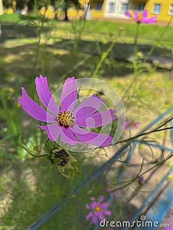 pink cosmea flower blooms in the yard Stock Photo