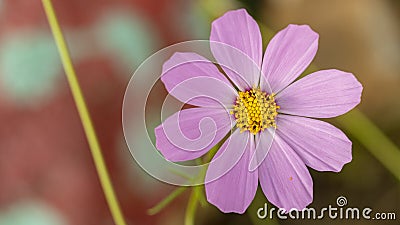 Pink cosmea flower close-up, soft focus Stock Photo