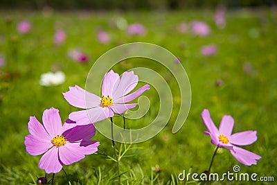 Pink Cosmos bipinnata Cav Stock Photo