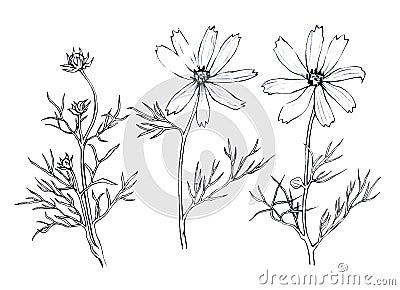 Pink Cosmos bipinnatus, commonly called the garden cosmos or Mexican aster. Cartoon Illustration