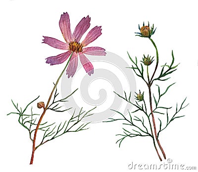 Pink Cosmos bipinnatus, commonly called the garden cosmos or Mexican aster. Cartoon Illustration