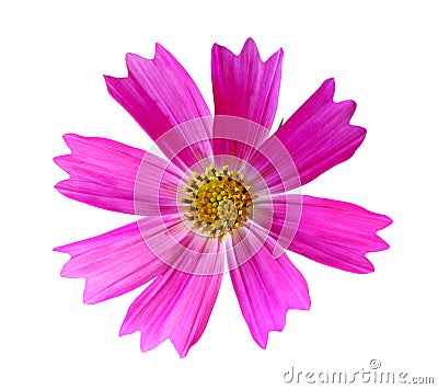 Pink Cosmos Bipinnatus Stock Photo