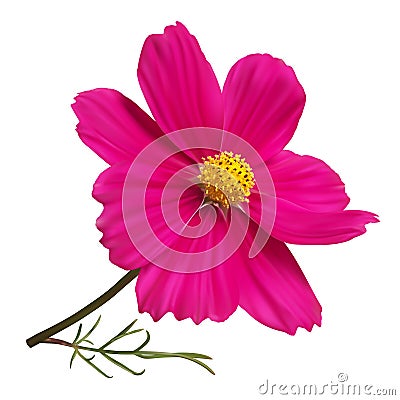 Pink cosmos flower Vector Illustration