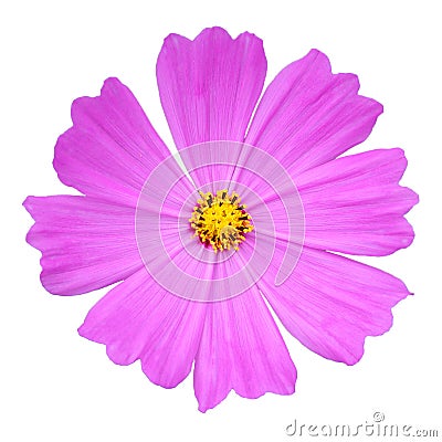 Pink cosmos flower Stock Photo