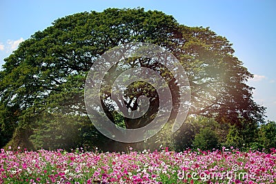 Pink cosmos flower blooming cosmos flower field beautiful vivid natural summer garden outdoor park image at Jim Thompson farm at Stock Photo