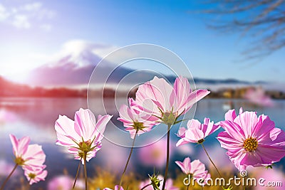 Pink cosmos flower blooming with translucent at petal Stock Photo