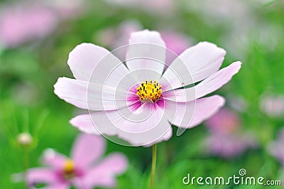 Pink cosmos flower with defocused background, soft tones Stock Photo