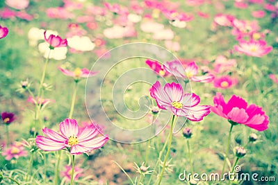 Pink cosmos flower field Stock Photo