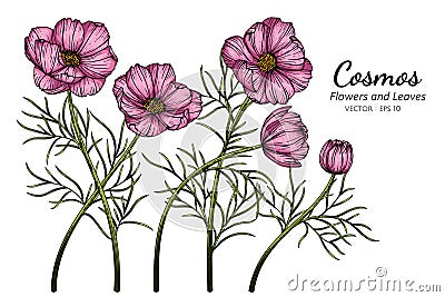 Pink Cosmos flower and leaf drawing illustration with line art on white backgrounds Vector Illustration