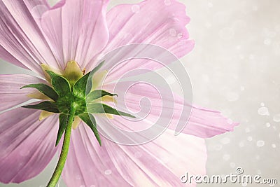Pink cosmos flower with soft blur background Stock Photo