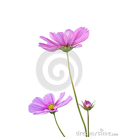 Pink Cosmos flowers Cosmos Bipinnatus isolated on white background, path Stock Photo