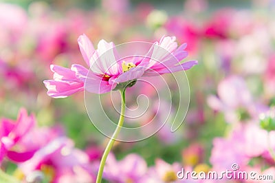 Pink cosmos flowers , daisy blossom flowers in the garden Stock Photo