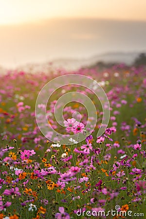 Pink cosmos flowers in flower fields at sunset Stock Photo