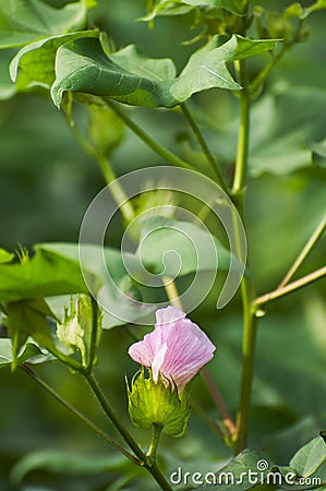 Pink Cotton flower Stock Photo