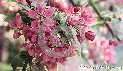 Pink crab apple blossom on blurry background Stock Photo