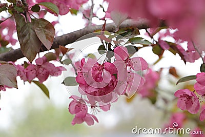 Pink Crab apple flowers on arching branches Stock Photo