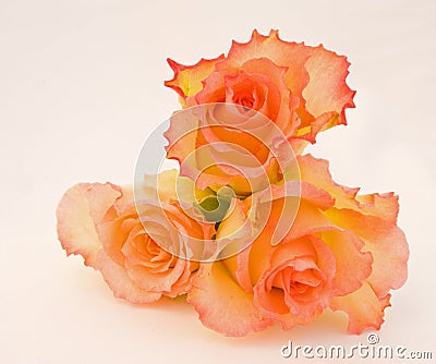 Pink and cream roses. Stock Photo