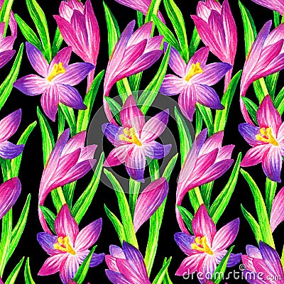 Pink crocus watercolor seamless pattern Cartoon Illustration