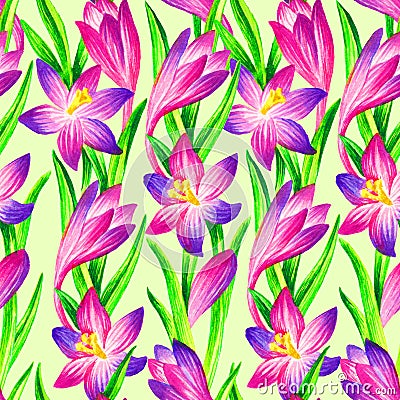 Pink crocus watercolor seamless pattern Cartoon Illustration