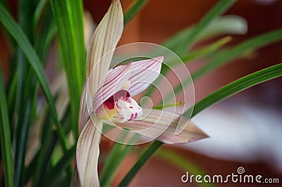 pink cymbidium Stock Photo