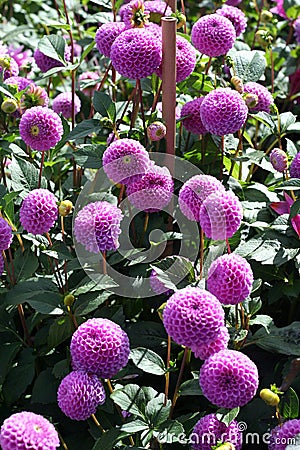 Pink dahlia bloom Stock Photo