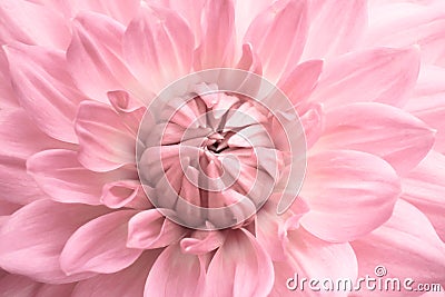 Pink dahlia. Pink colourful flower close up macro photo with light colours with fresh blossoming dahlia flower head details Stock Photo