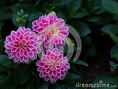 Pink Dahlia Figaro flower in garden Stock Photo