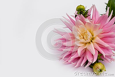 Pink dahlia flower isolated on white background Stock Photo