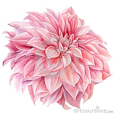 Pink dahlia flower isolated white background, watercolor botanical painting, delicate flowers Cartoon Illustration