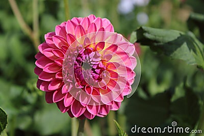 Pink dahlia flower pink suffusion Stock Photo