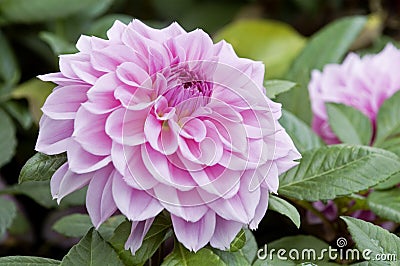 Pink dahlia flowers Stock Photo