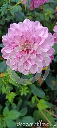 Dahlia is a member of the Compositae family of dicotyledonous plants, blooming in a parc UK Stock Photo