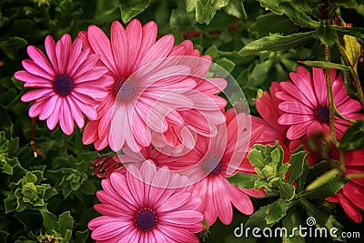 Pixie Royal Daisies Stock Photo