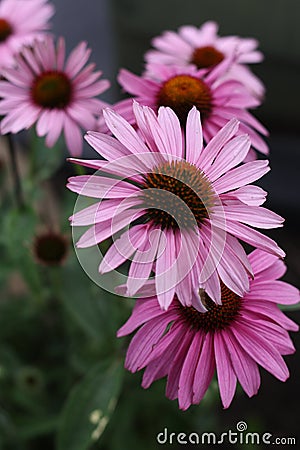 Pink daisies on a roadside Stock Photo