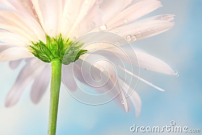 Pink daisy Stock Photo