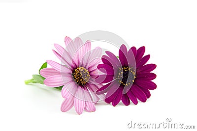 Pink daisy Stock Photo