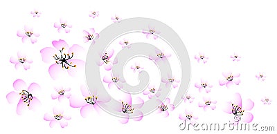 Pink daisy flower Stock Photo