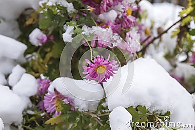 Pink daisy flowers in the snow Stock Photo