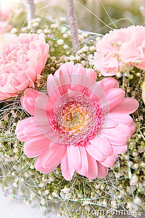 Pink daisy macro Stock Photo